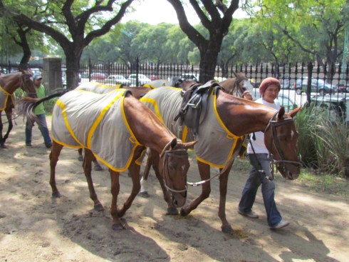 polo horse buenos aires