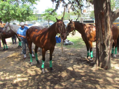 polo horse buenos aires