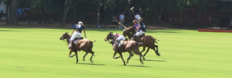 polo match buenos aires field horses